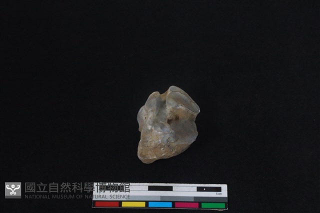 梅花鹿骨藏品圖，第3張