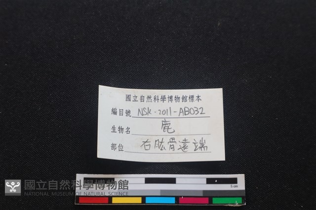 梅花鹿骨藏品圖，第3張