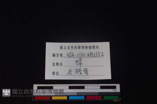 獐骨藏品圖，第3張