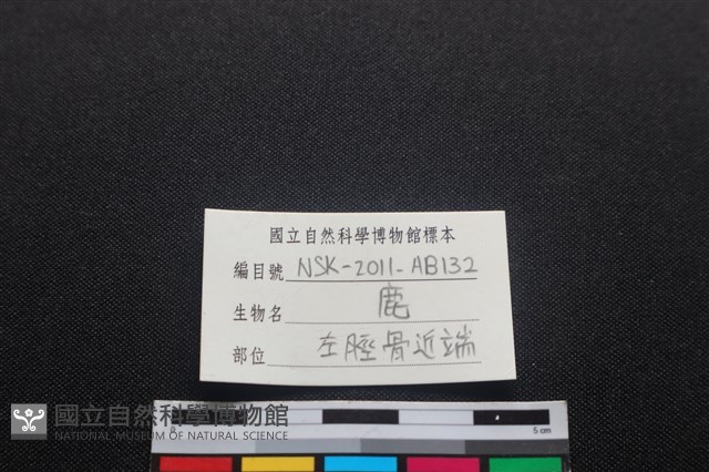 梅花鹿骨藏品圖，第3張