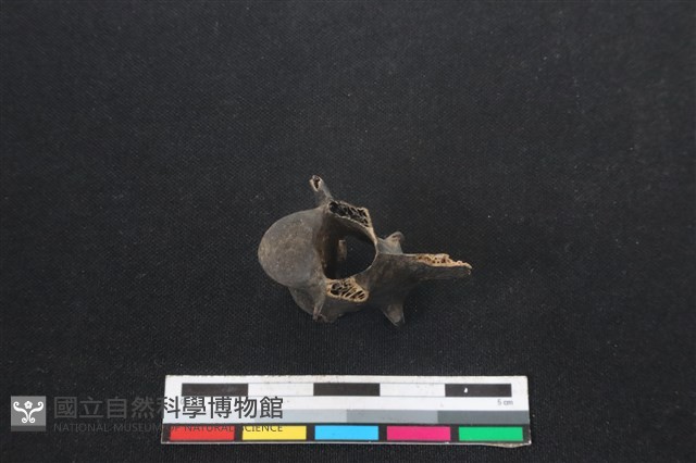 山羌骨藏品圖，第3張