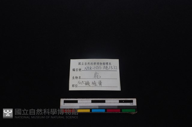 梅花鹿骨藏品圖，第3張