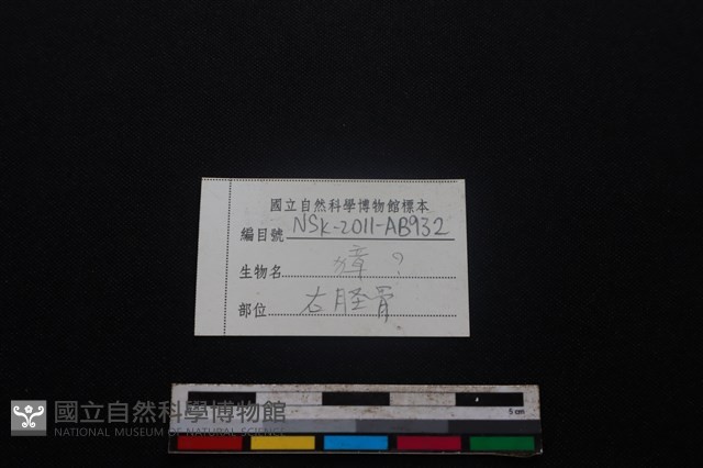 獐骨藏品圖，第3張