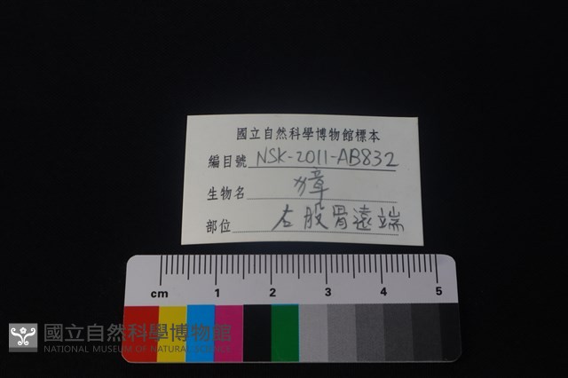 獐骨藏品圖，第3張
