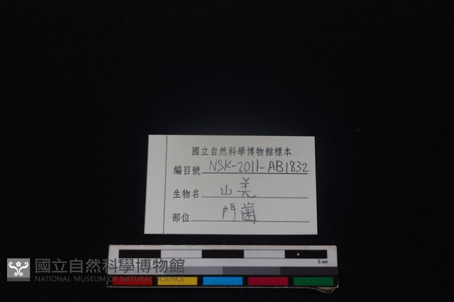 山羌骨藏品圖，第3張