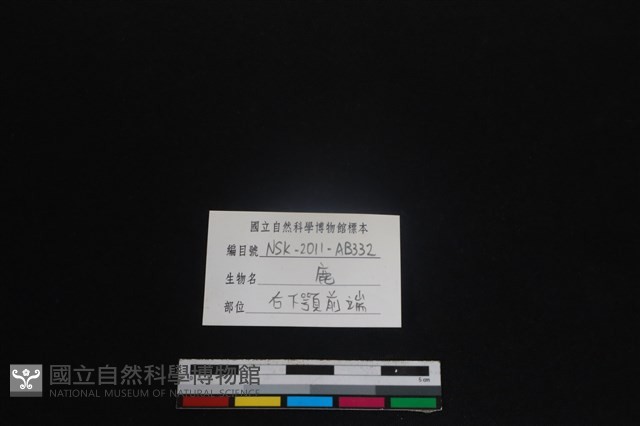 梅花鹿骨藏品圖，第3張