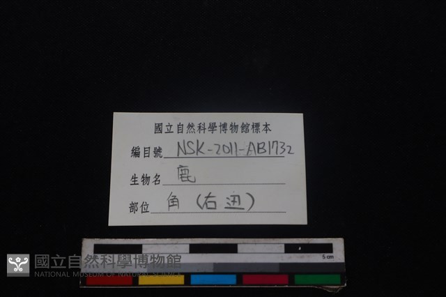 梅花鹿骨藏品圖，第3張