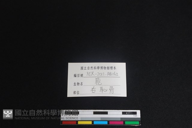梅花鹿骨藏品圖，第3張