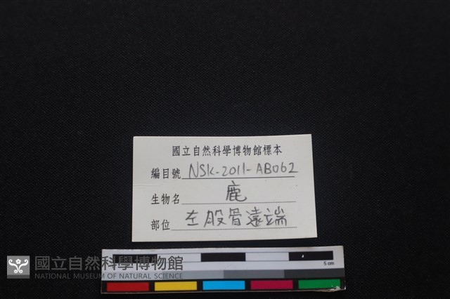 梅花鹿骨藏品圖，第3張