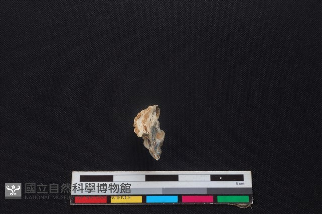 山羌骨藏品圖，第3張