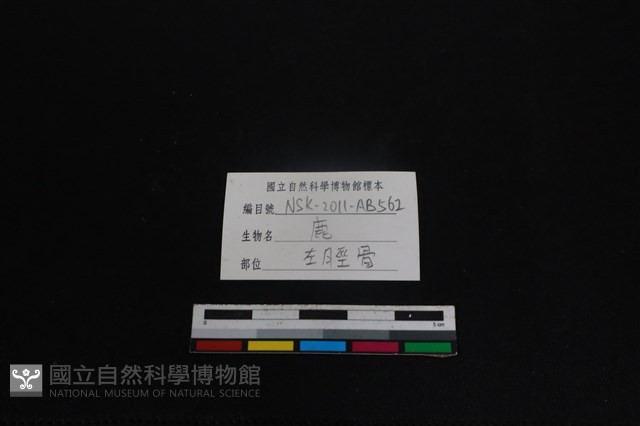 梅花鹿骨藏品圖，第3張