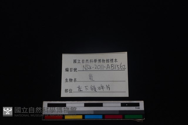 梅花鹿骨藏品圖，第3張