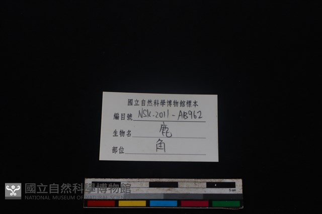 梅花鹿骨藏品圖，第3張