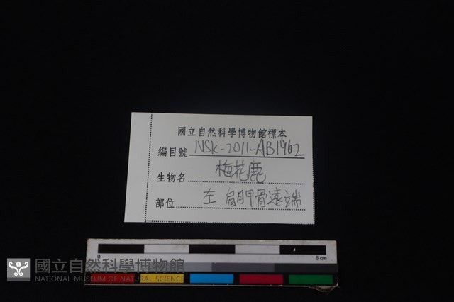 梅花鹿骨藏品圖，第3張