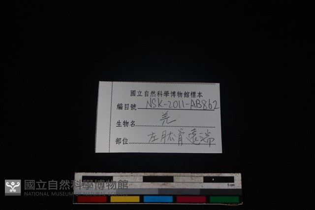 山羌骨藏品圖，第3張