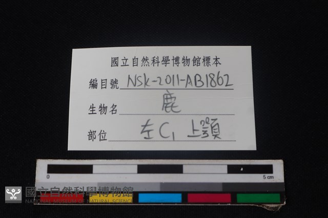 梅花鹿骨藏品圖，第3張