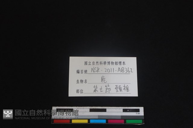 梅花鹿骨藏品圖，第3張
