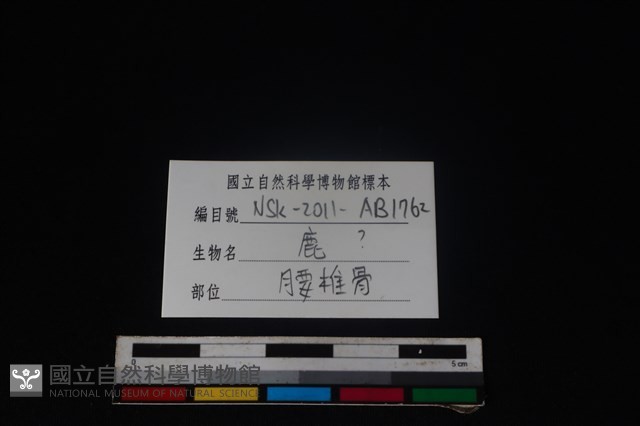 梅花鹿骨藏品圖，第3張