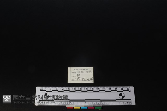 豬骨藏品圖，第3張