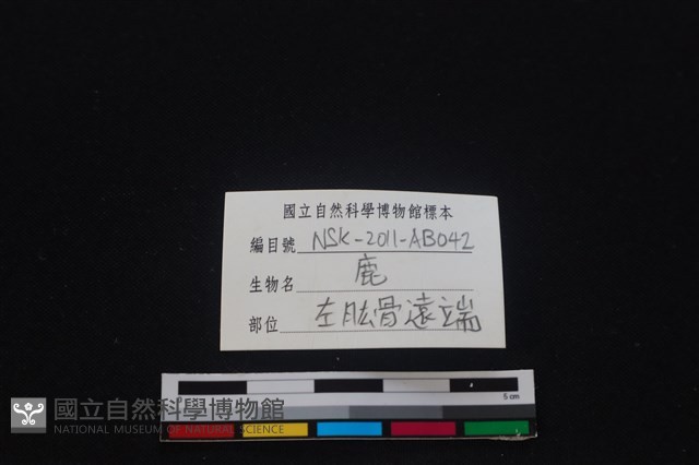 梅花鹿骨藏品圖，第3張