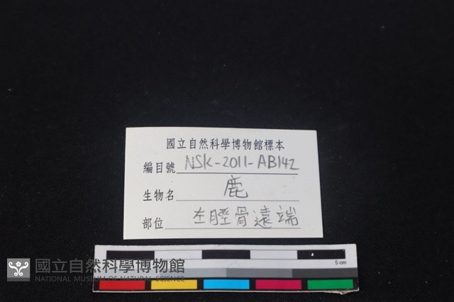 梅花鹿骨藏品圖，第3張