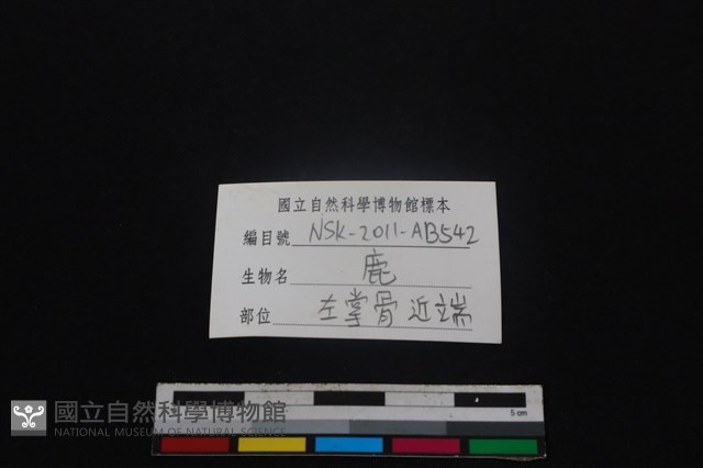 梅花鹿骨藏品圖，第3張
