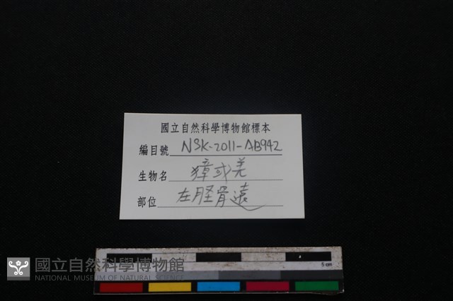 鹿科骨藏品圖，第3張