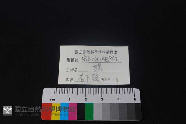 獐骨藏品圖，第3張