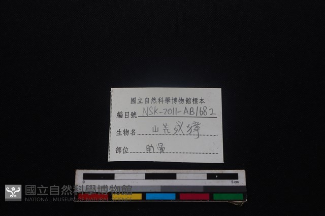 鹿科骨藏品圖，第3張