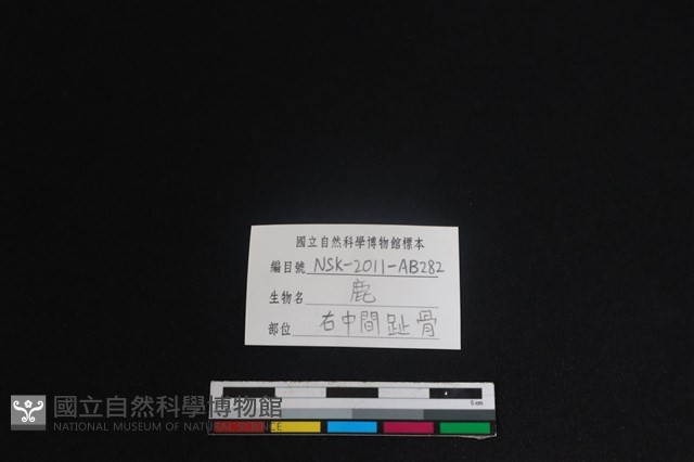 梅花鹿骨藏品圖，第3張