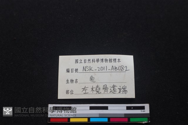 梅花鹿骨藏品圖，第3張