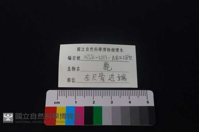 鹿科骨藏品圖，第3張