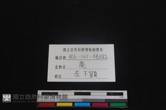 梅花鹿骨藏品圖，第3張