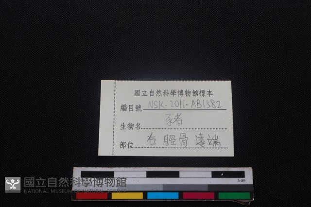 豬骨藏品圖，第3張