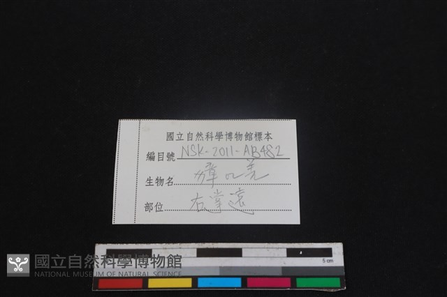 鹿科骨藏品圖，第3張