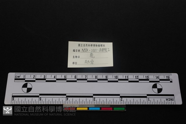 梅花鹿骨藏品圖，第3張