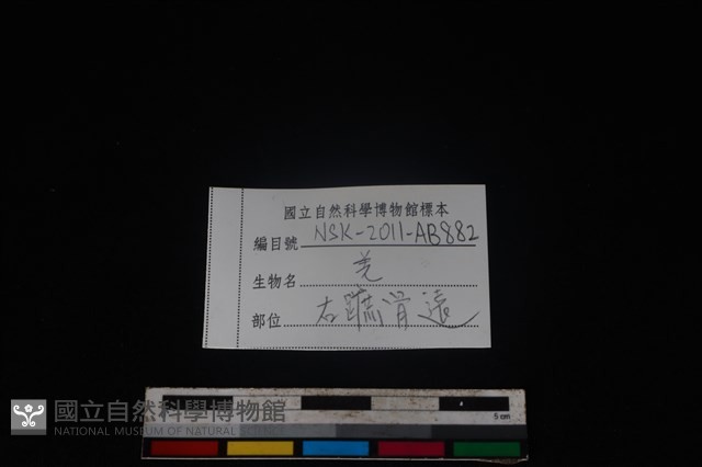 山羌骨藏品圖，第3張