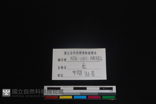 梅花鹿骨藏品圖，第3張