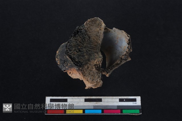 梅花鹿骨藏品圖，第3張