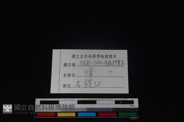 獐骨藏品圖，第3張