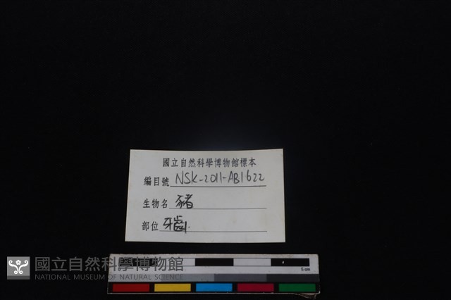 豬骨藏品圖，第3張