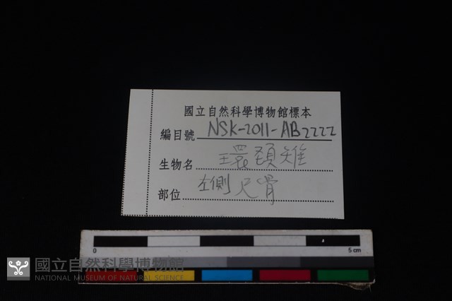 環頸雉骨藏品圖，第3張