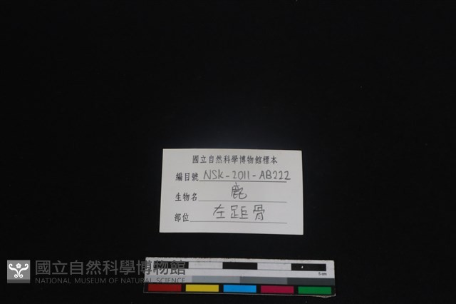 梅花鹿骨藏品圖，第3張