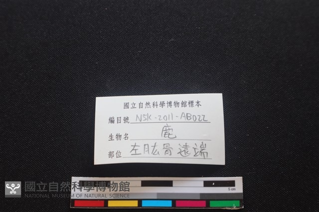 梅花鹿骨藏品圖，第3張