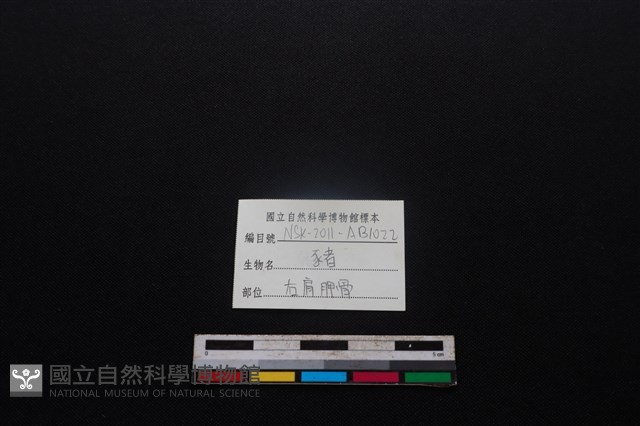 豬骨藏品圖，第3張