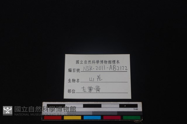 山羌骨藏品圖，第3張