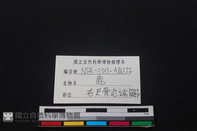 梅花鹿骨藏品圖，第3張