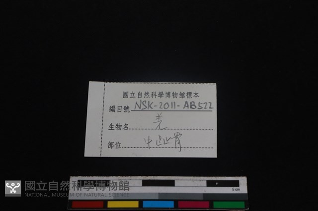山羌骨藏品圖，第3張