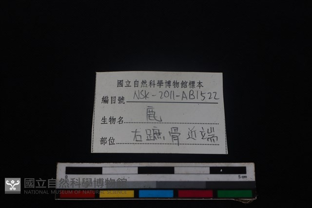 梅花鹿骨藏品圖，第3張