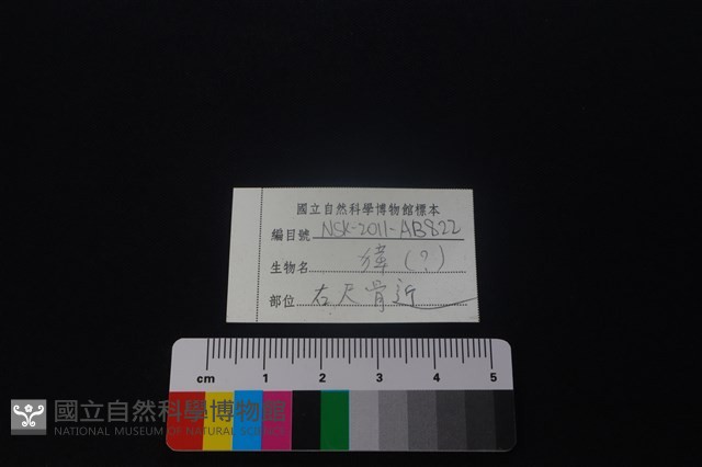 獐骨藏品圖，第3張